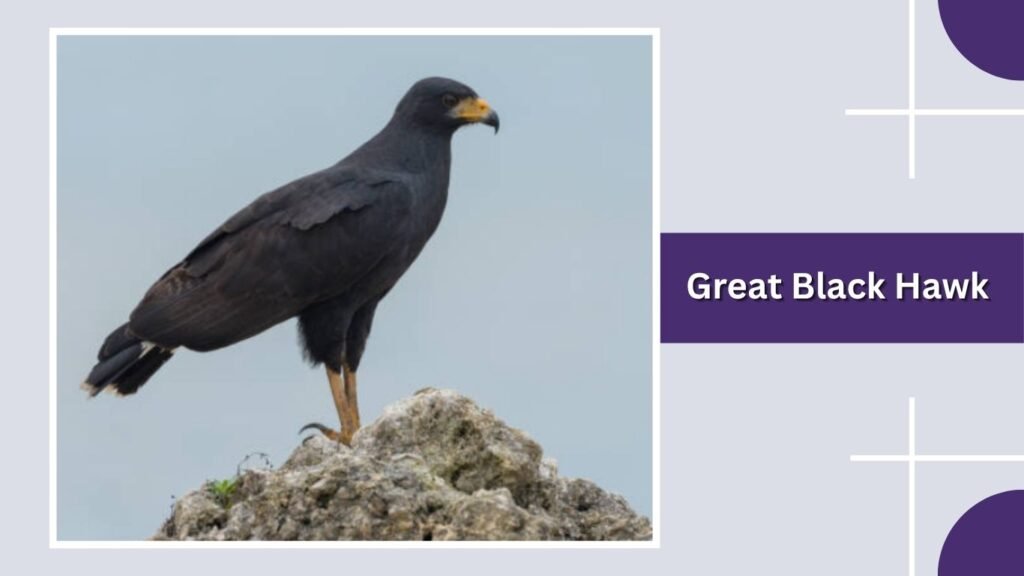 Great Black Hawk