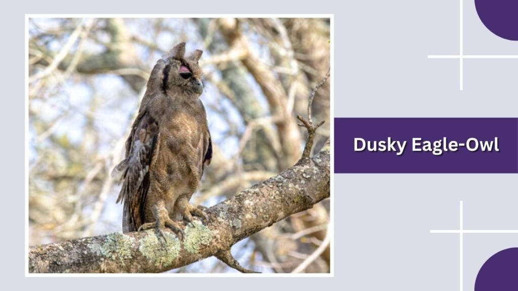 Dusky Eagle-Owl