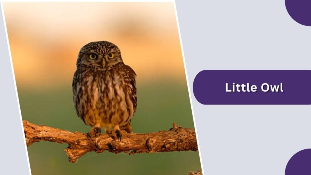 Little Owl