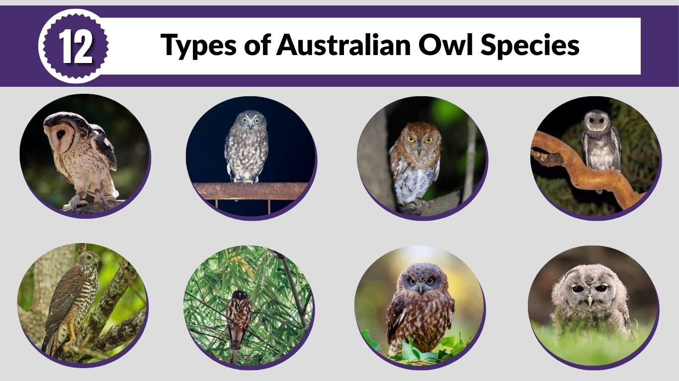 12 Types of Australian Owl Species: ID with Picture