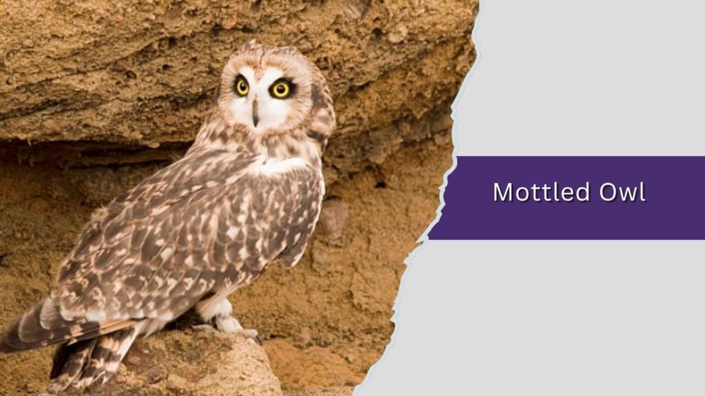  Mottled Owl