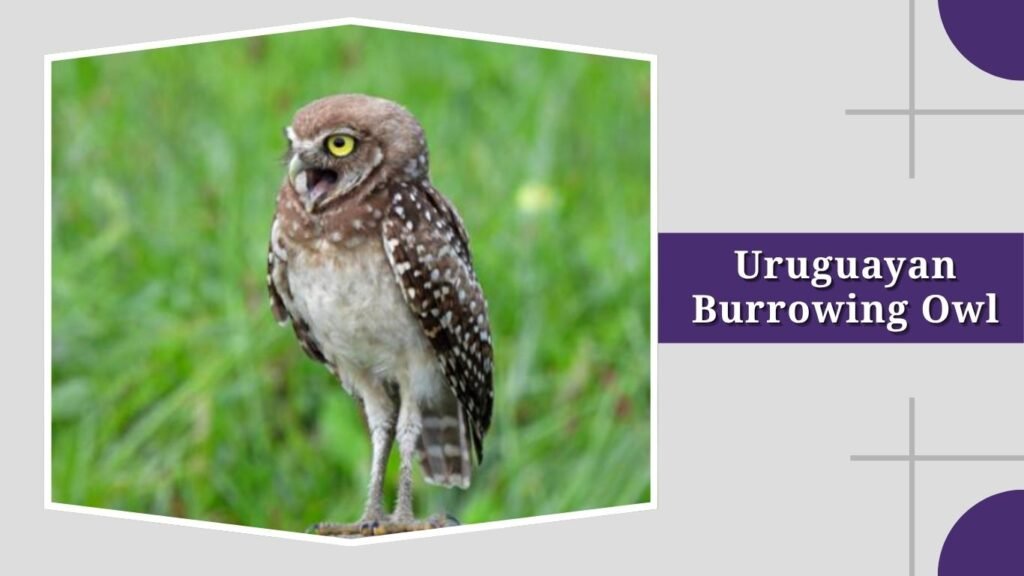Uruguayan Burrowing Owl