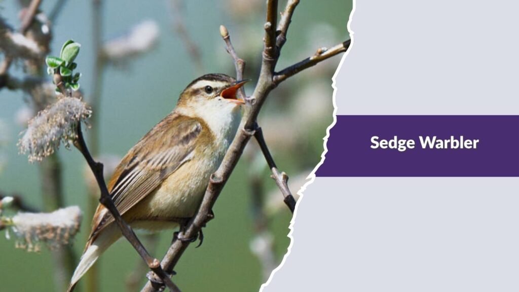 Sedge Warbler
