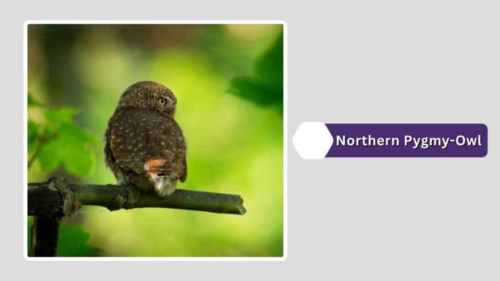 Northern Pygmy-Owl