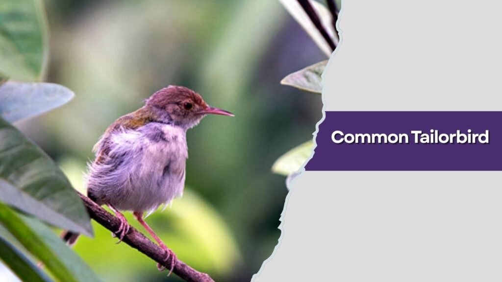 Common Tailorbird