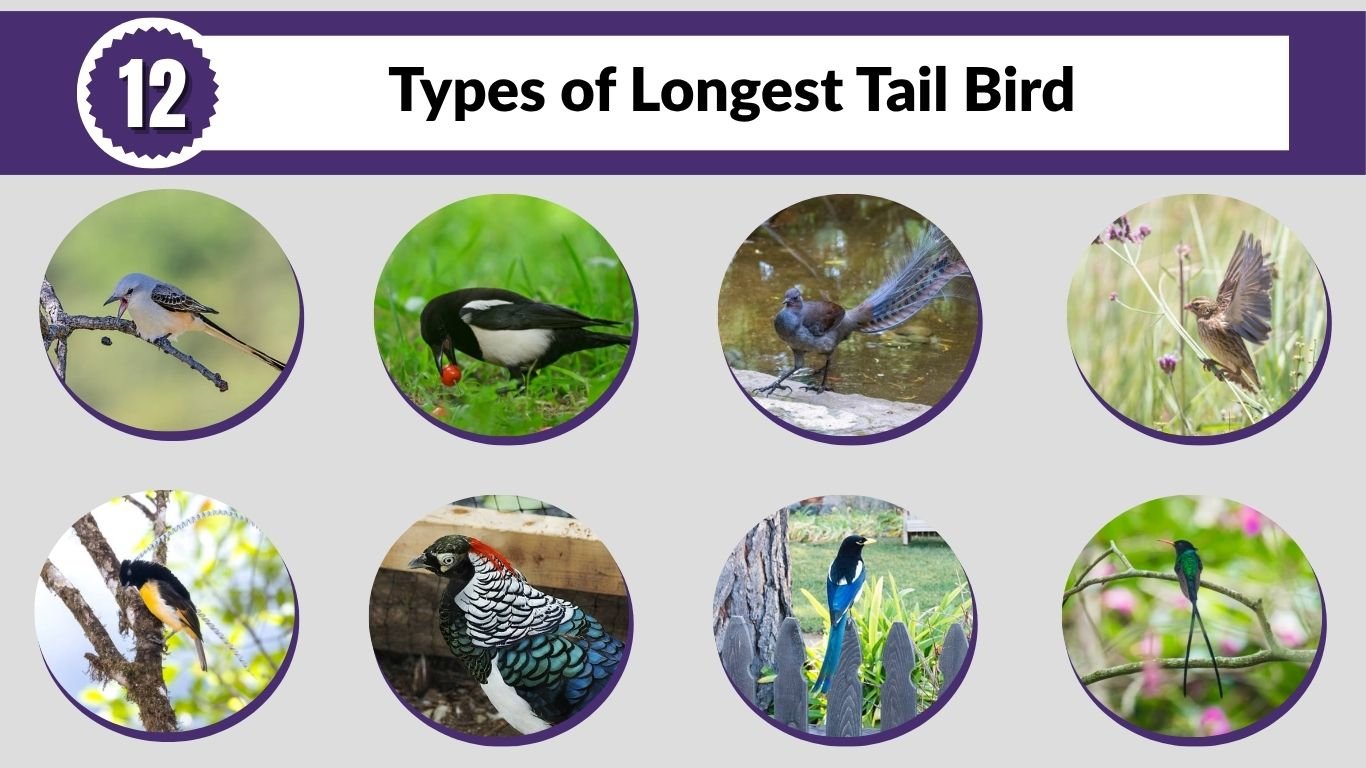 12 Types of Longest Tail Bird: Identification with Picture