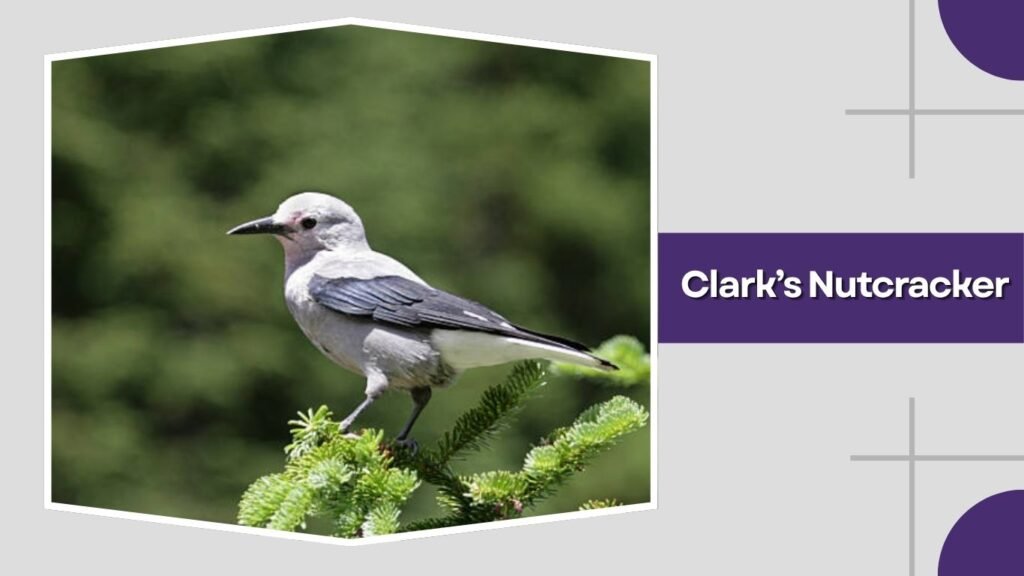 Clark’s Nutcracker