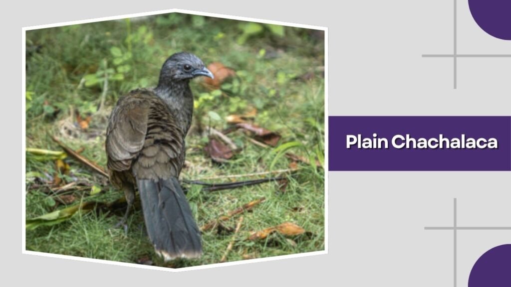 Plain Chachalaca