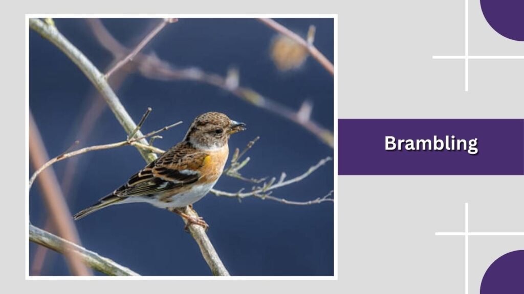  Brambling