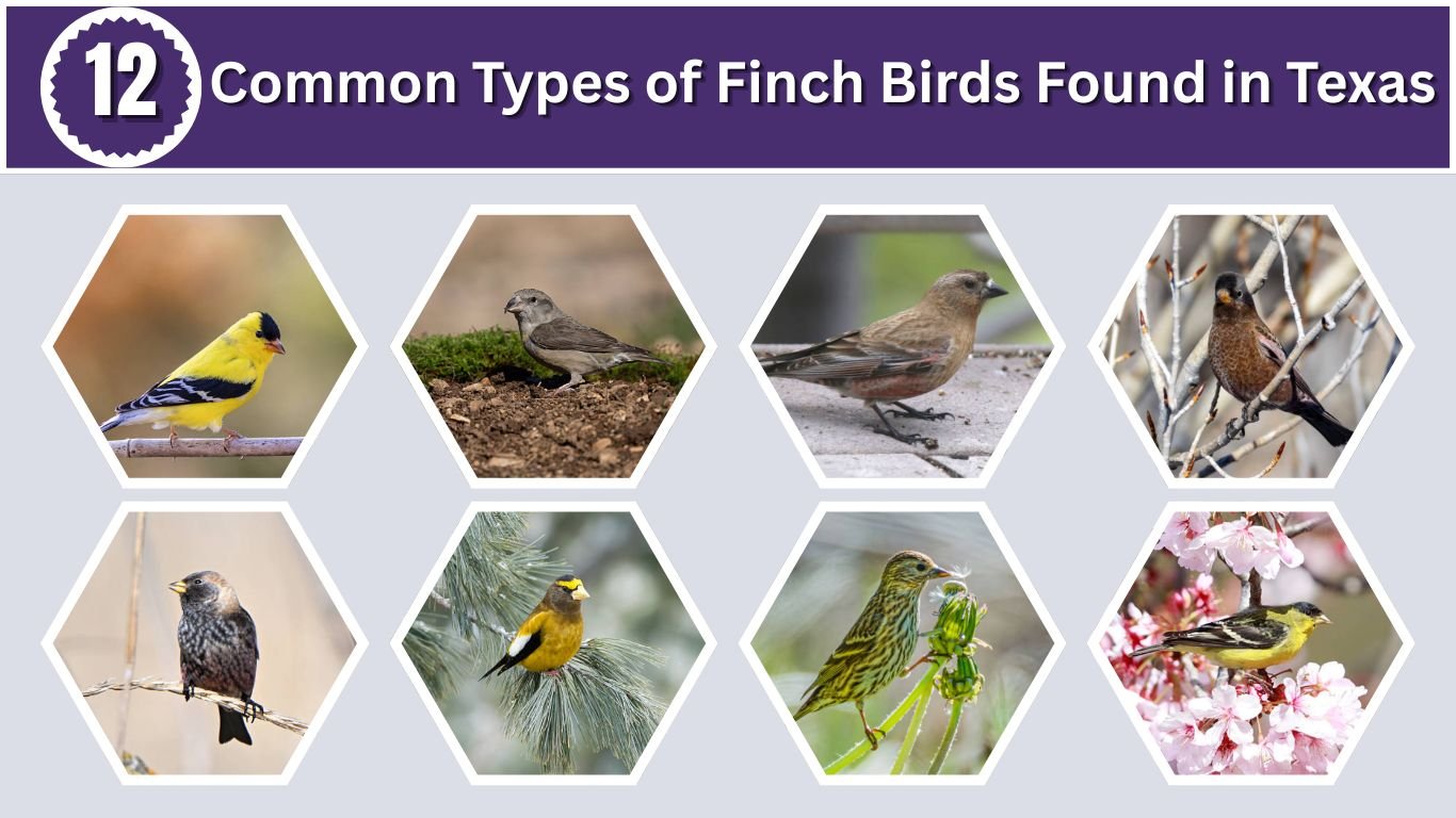 12 Common Types of Finch Birds Found in Texas (ID & Picture)