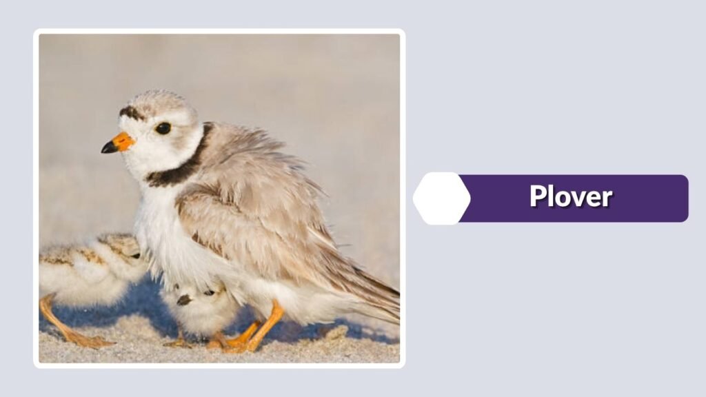  Plover