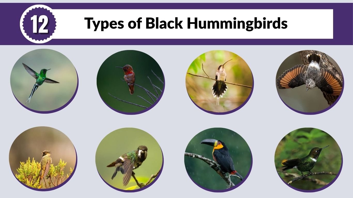 12 Types of Black Hummingbirds: Different Species Identification