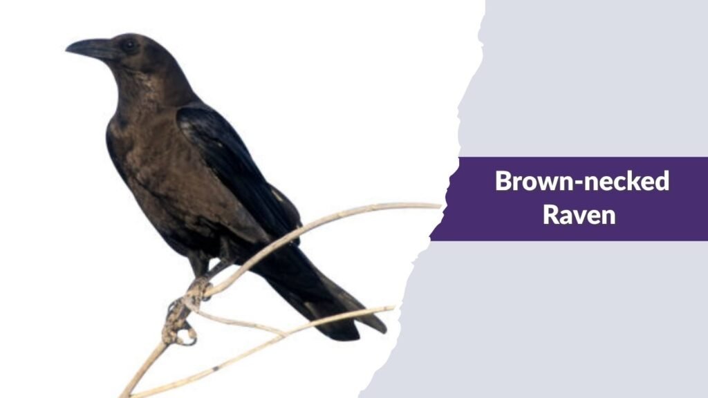 Brown-necked Raven