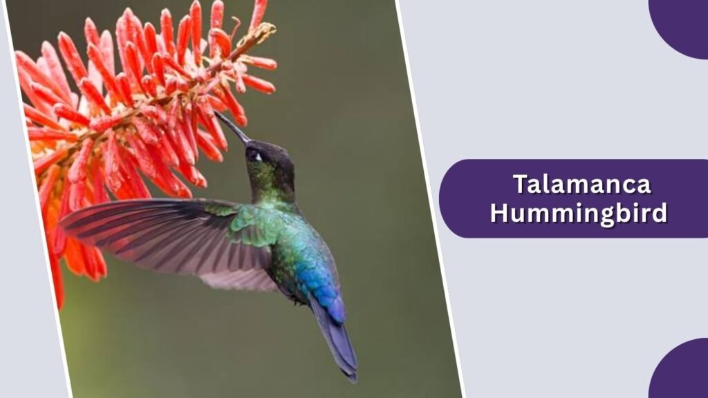  Talamanca Hummingbird