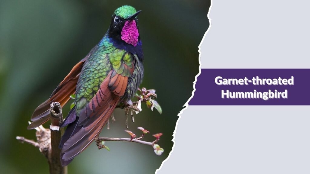 Garnet-throated Hummingbird