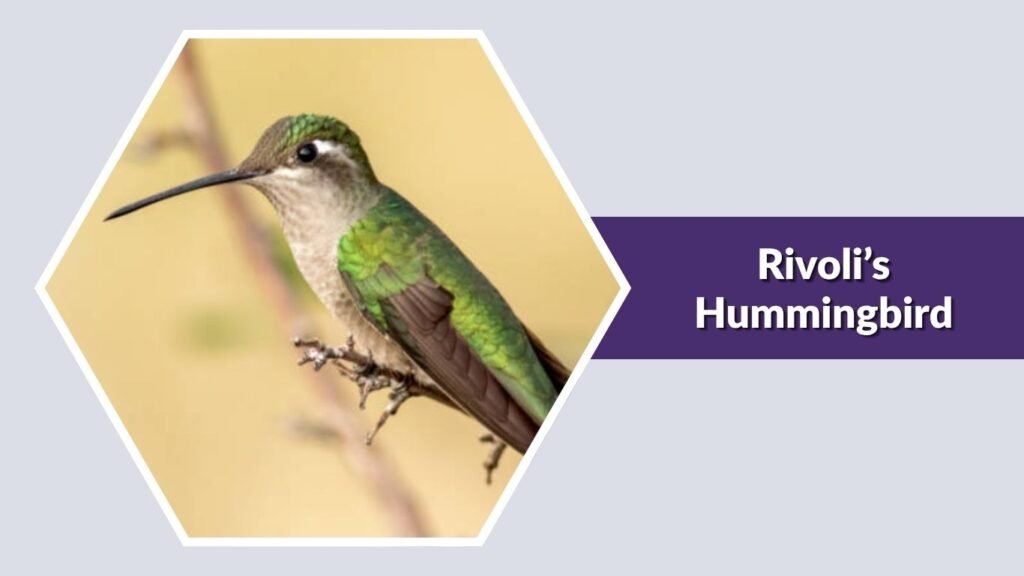 Rivoli’s Hummingbird
