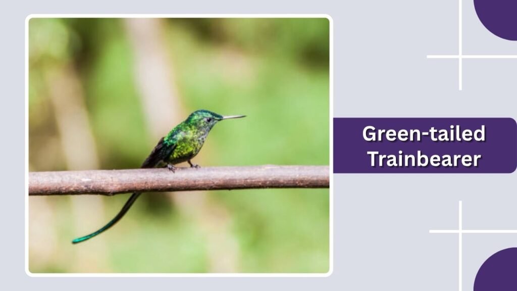 Green-tailed Trainbearer