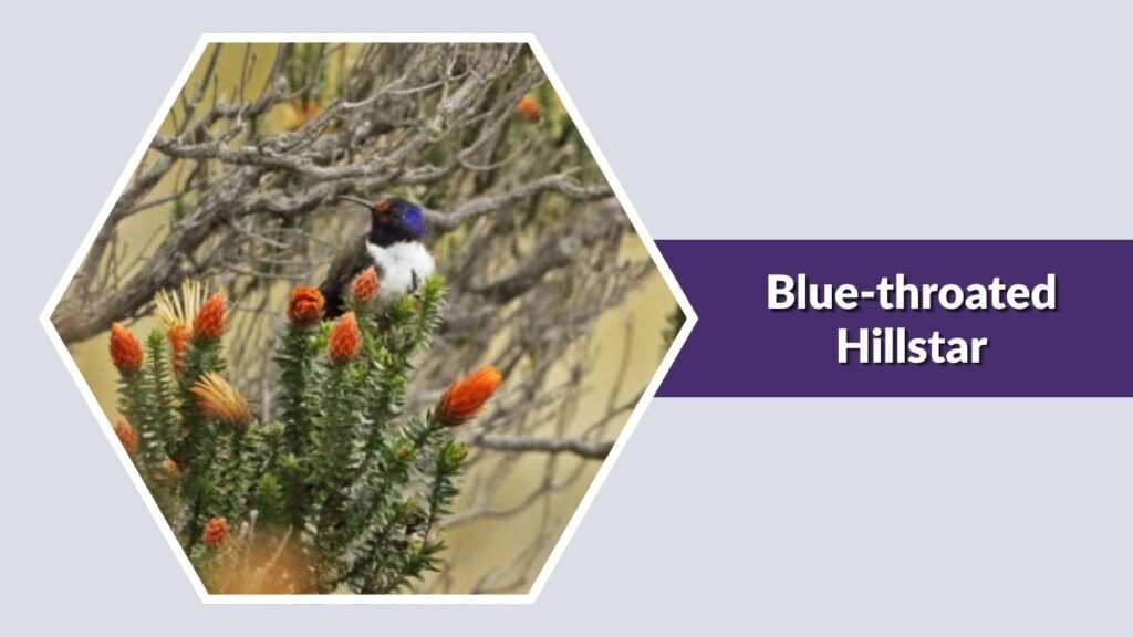 Blue-throated Hillstar