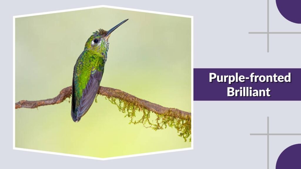  Purple-fronted Brilliant