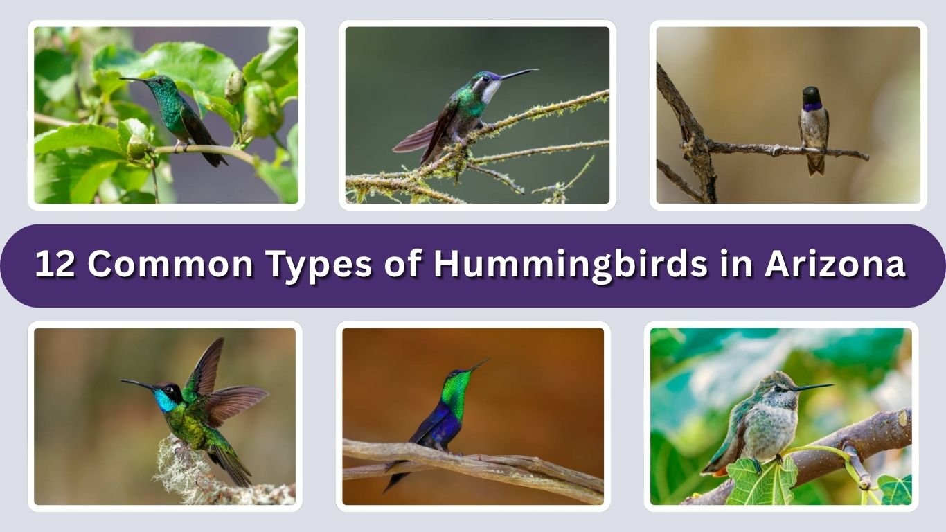 12 Common Types of Hummingbirds in Arizona: Id with Picture