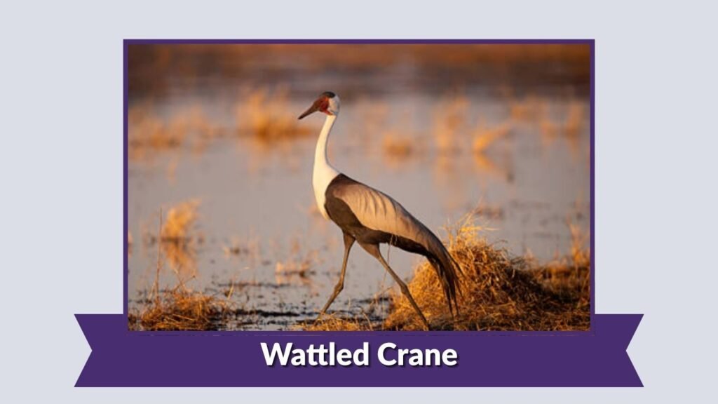 Wattled Crane