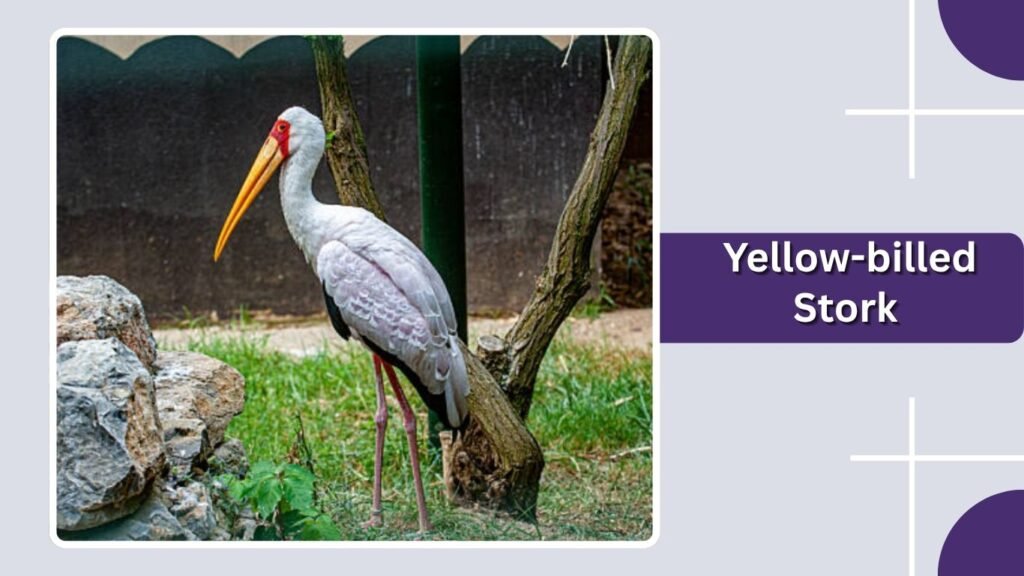  Yellow-billed Stork