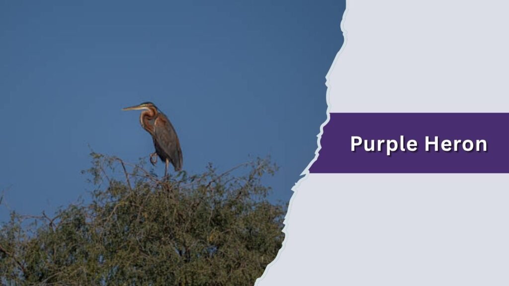 Purple Heron