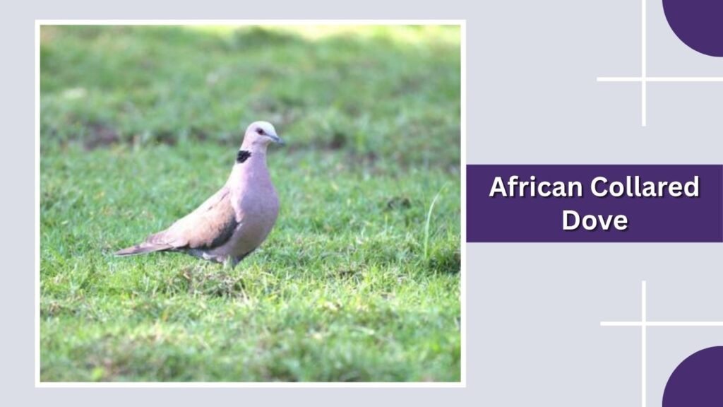  African Collared Dove