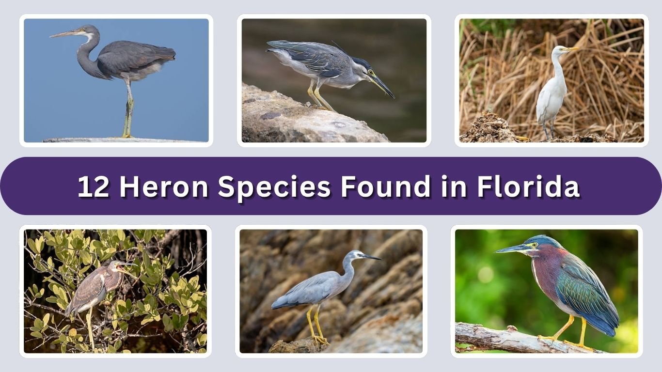 12 Heron Species Found in Florida: Identification Guide