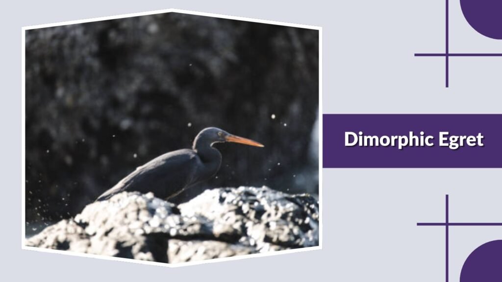 Dimorphic Egret