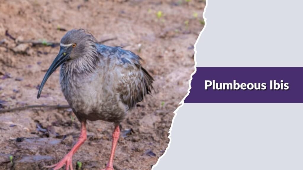 Plumbeous Ibis
