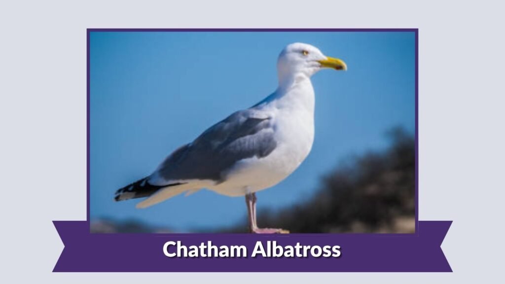  Chatham Albatross