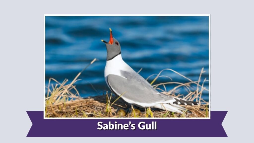 Sabine’s Gull