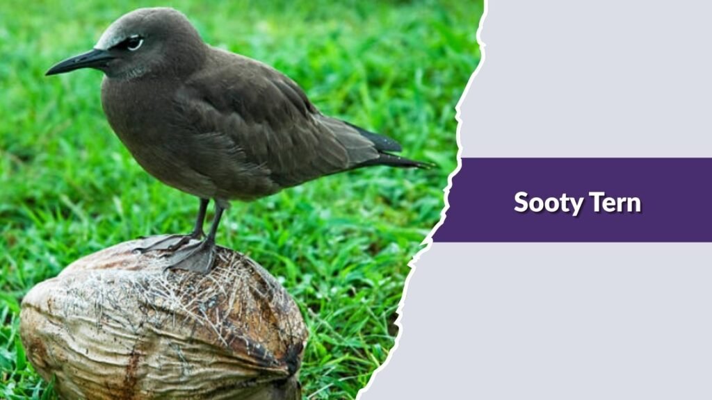  Sooty Tern