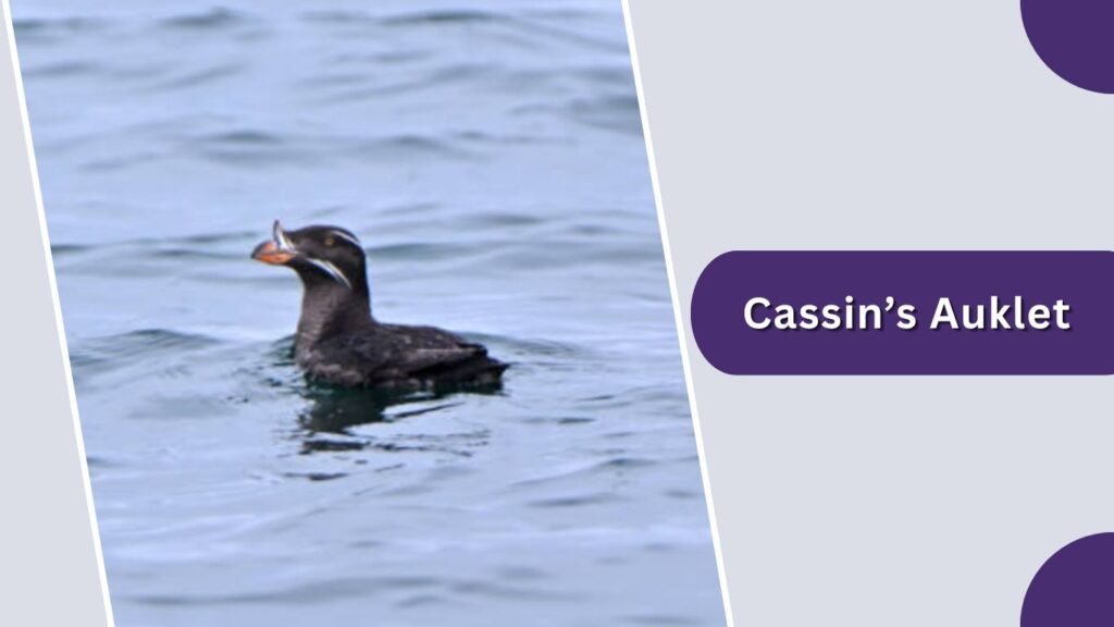 Cassin’s Auklet