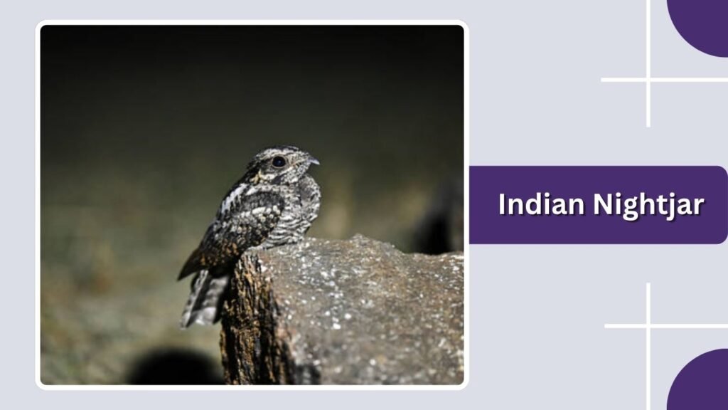 Indian Nightjar
