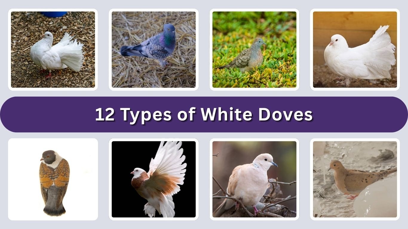12 Types of White Doves: Identification with Picture