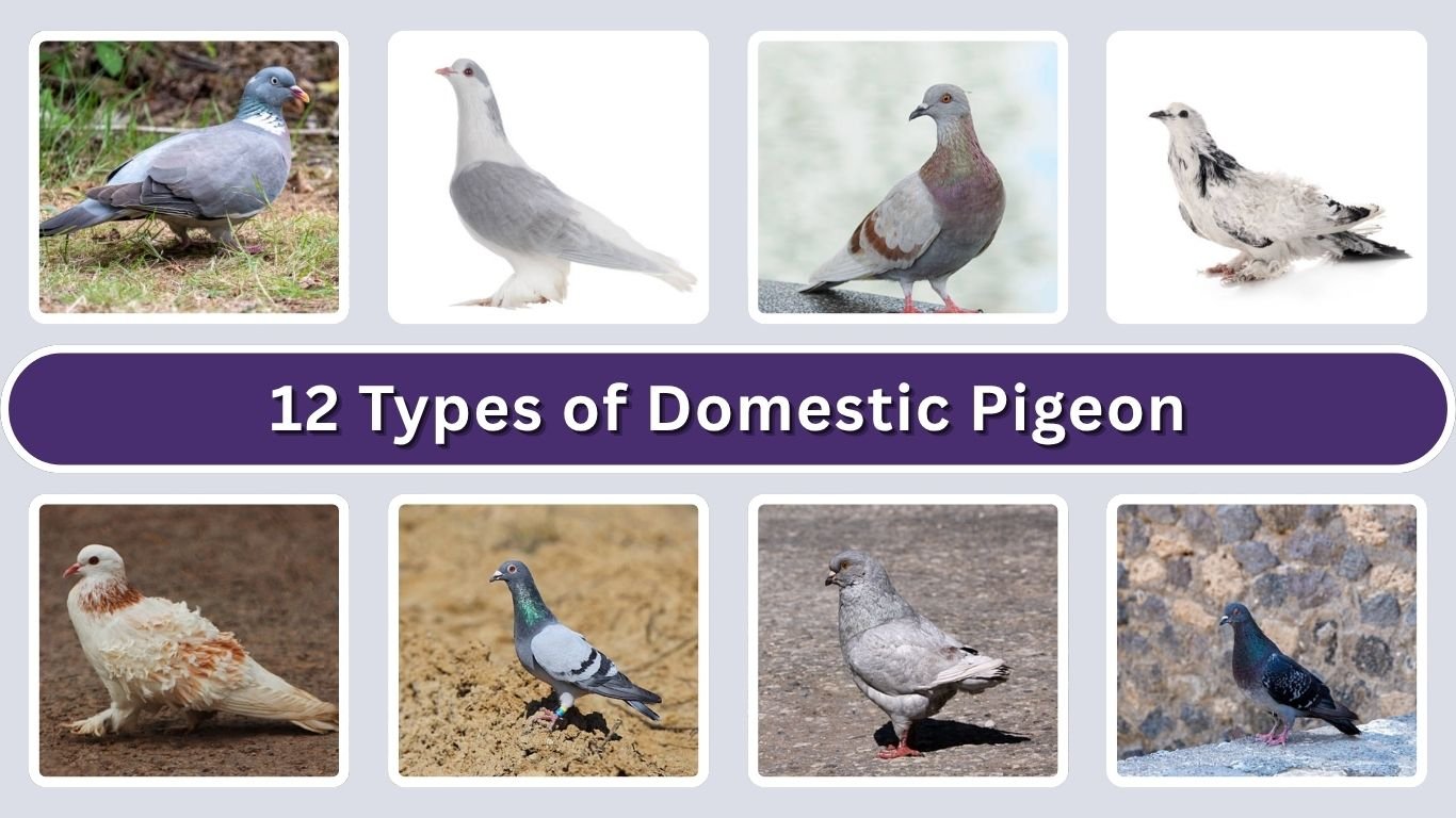 12 Types of Domestic Pigeon: Identification with Picture