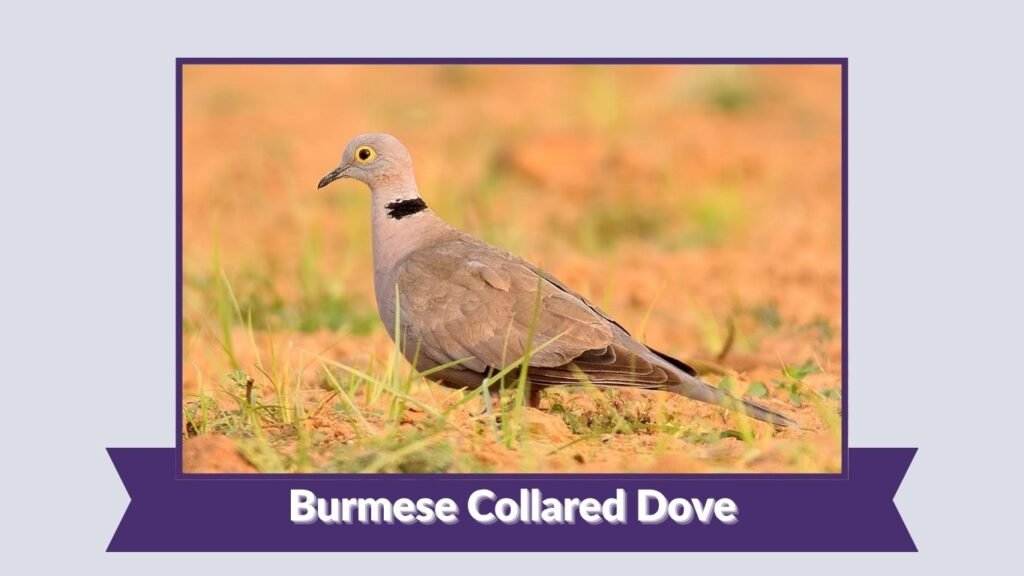 Burmese Collared Dove