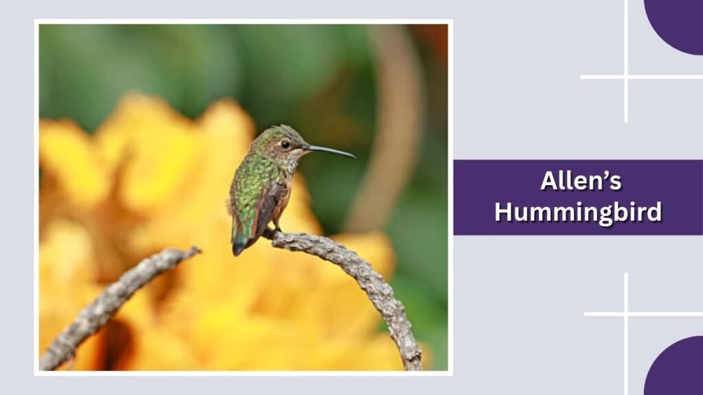 Allen’s Hummingbird