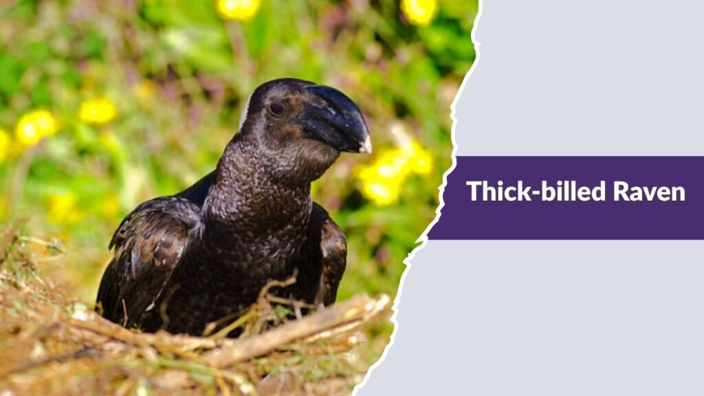 Thick-billed Raven