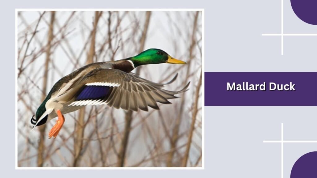  Mallard Duck