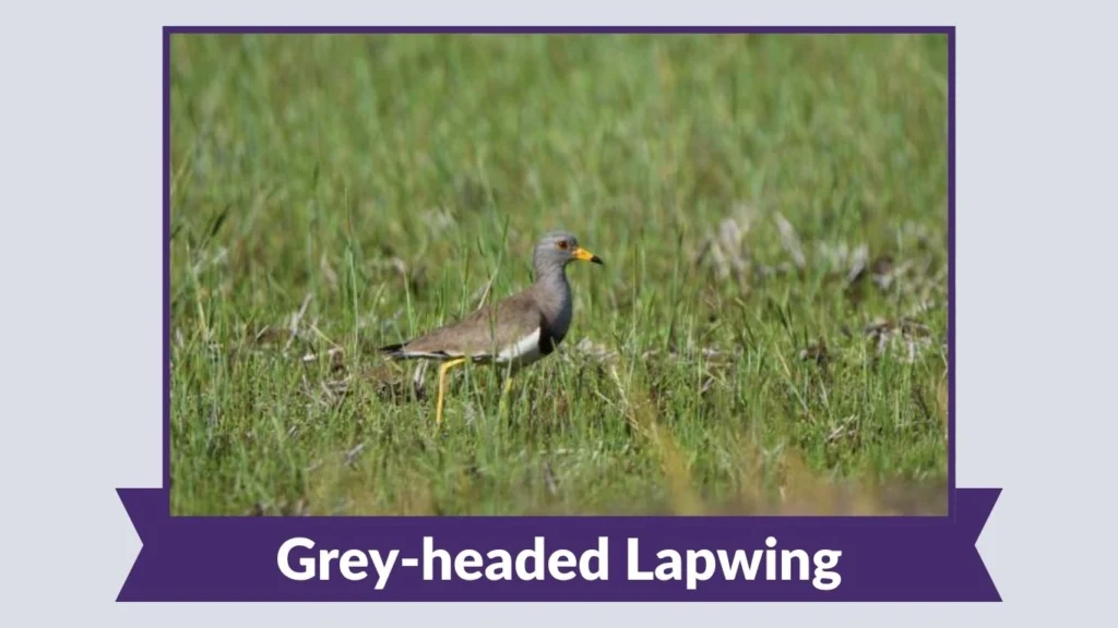  Grey-headed Lapwing