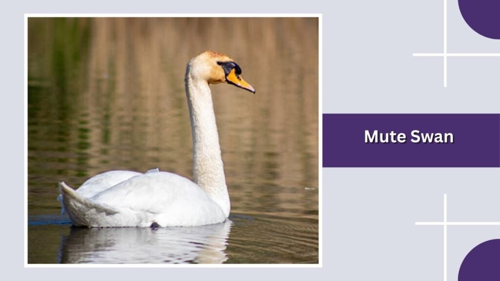  Mute Swan
