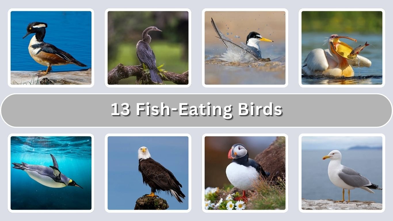 13 Fish-Eating Birds: Diet, Hunting & Habitat: Identification with Pictures 