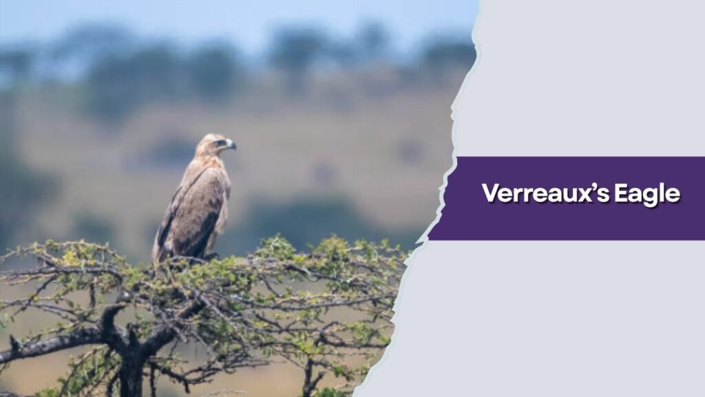  Verreaux’s Eagle