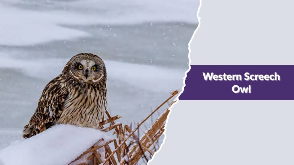 Western Screech Owl