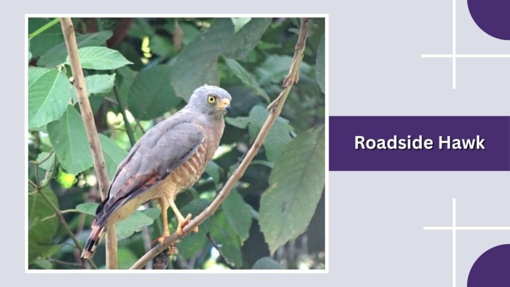 Roadside Hawk