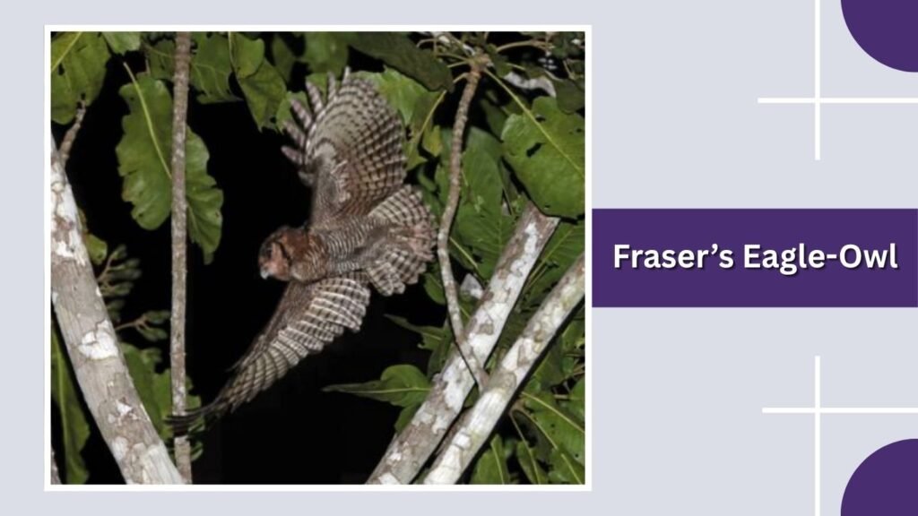  Fraser’s Eagle-Owl