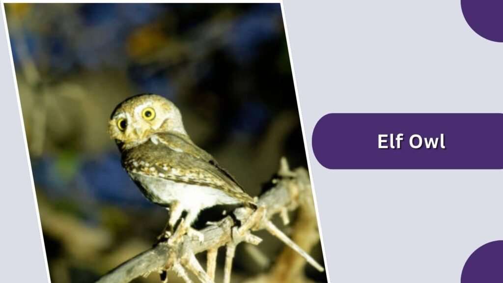Elf Owl